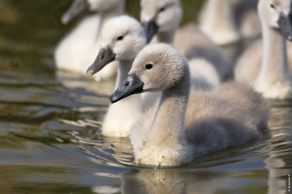 CYGNE TUBERCULÉ