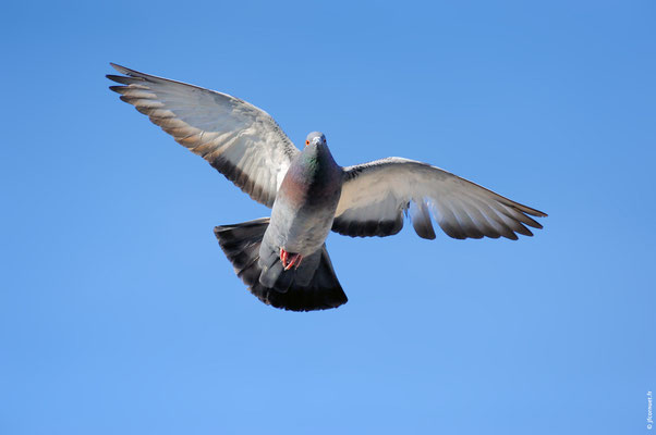 PIGEON DOMESTIQUE