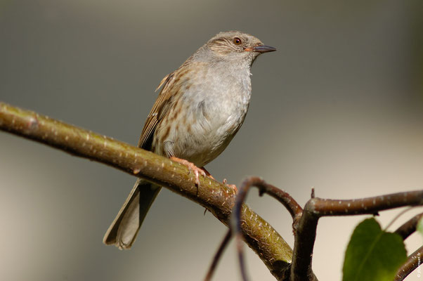 ACCENTEUR MOUCHET