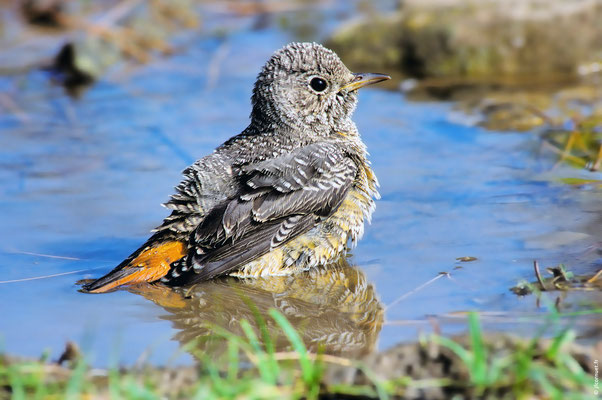 MONTICOLE DE ROCHE immature au bain