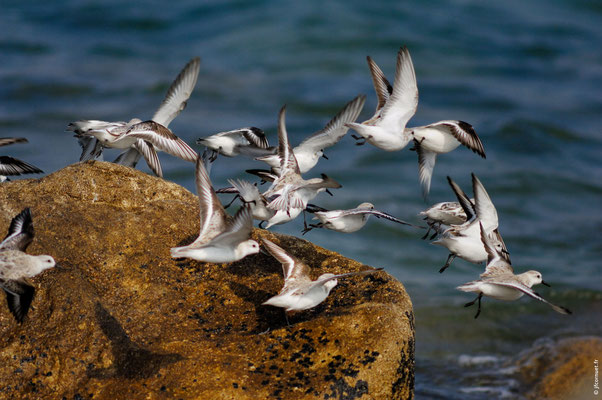 BÉCASSEAU SANDERLING