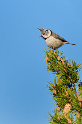 MÉSANGE HUPPÉE