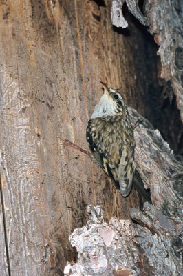 GRIMPEREAU DES BOIS