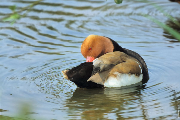 NETTE ROUSSE mâle