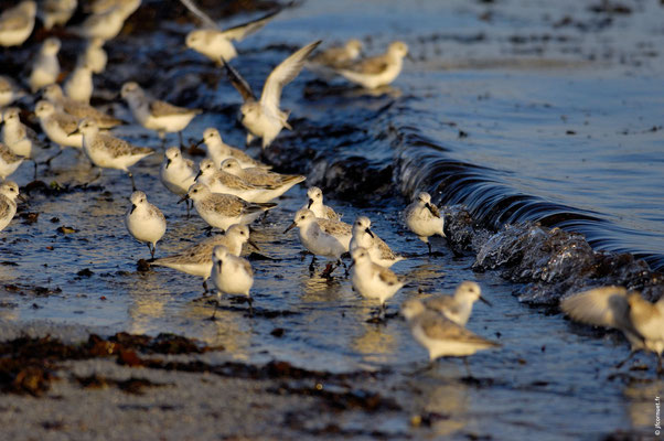 BÉCASSEAU SANDERLING