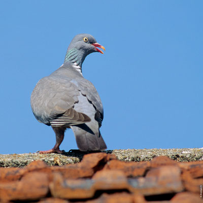 PIGEON RAMIER