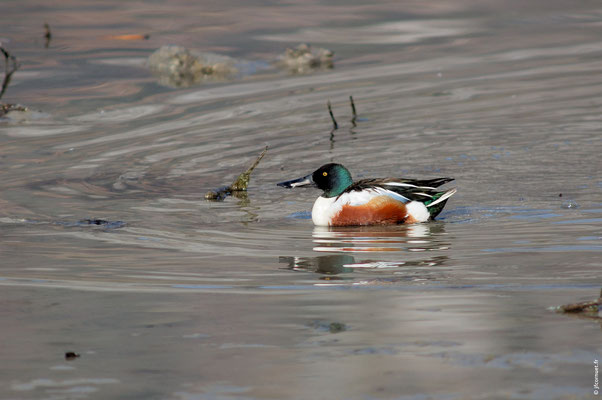 CANARD SOUCHET