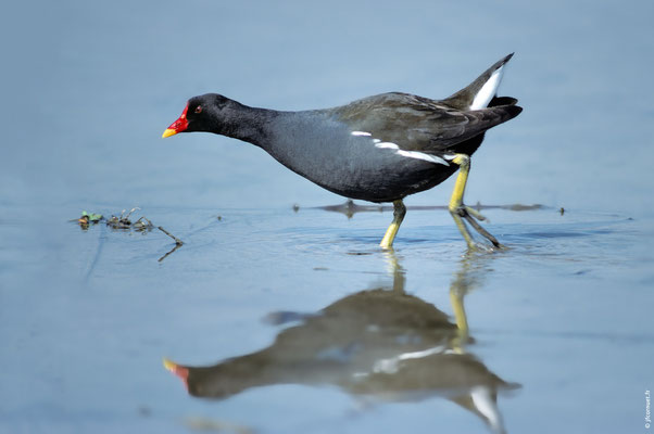 POULE D'EAU