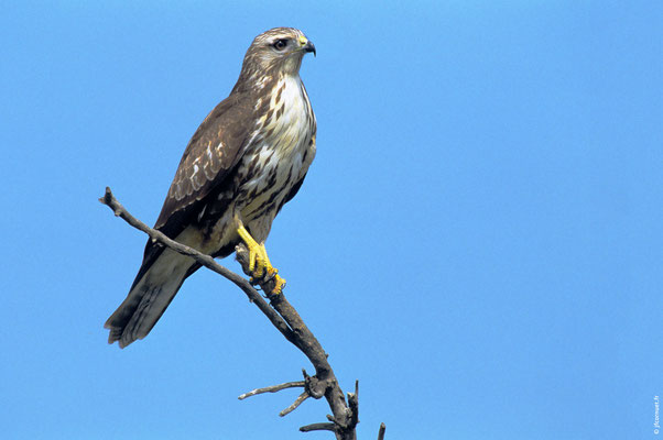 BUSE VARIABLE