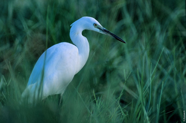 AIGRETTE GARZETTE