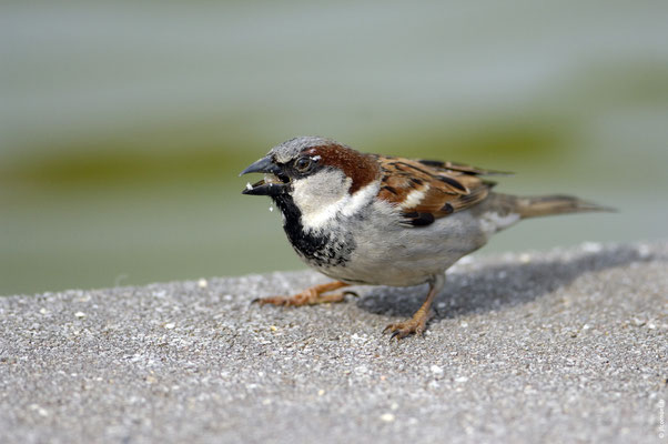 MOINEAU DOMESTIQUE