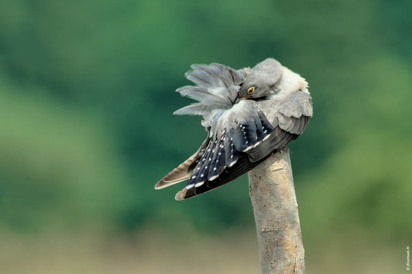 COUCOU GRIS FEMELLE toilette