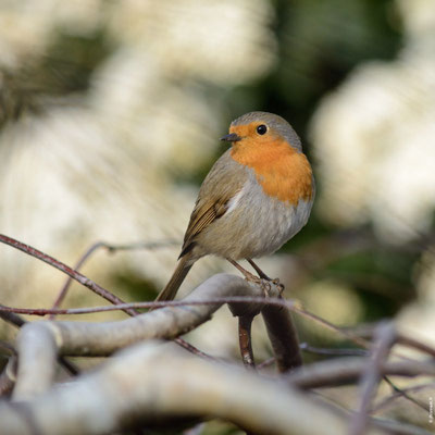 ROUGEGORGE FAMILIER adulte