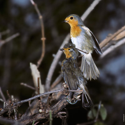 ROUGEGORGE FAMILIER attaque d'un individu mort placé intentionnellement sur le territoire d'un adulte