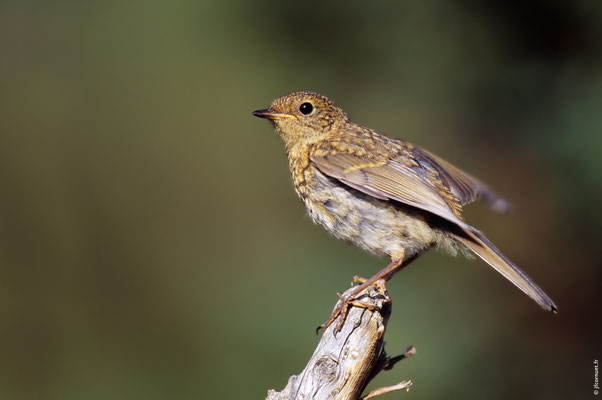 ROUGEGORGE FAMILIER juvénile sans plastron orange