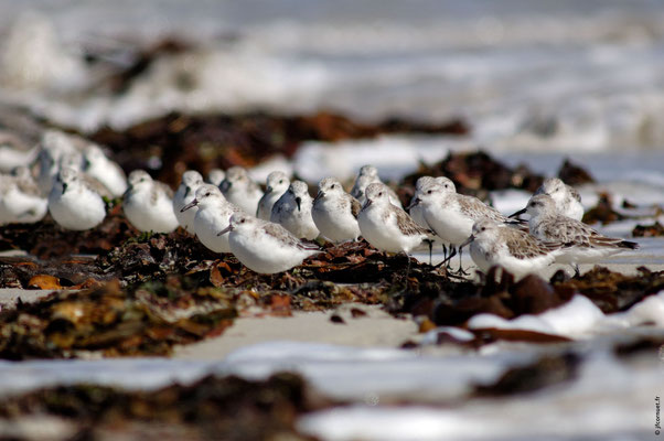 BÉCASSEAU SANDERLING