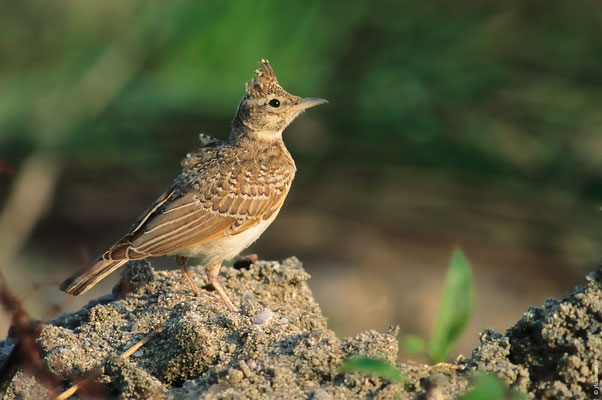 COCHEVIS HUPPÉ