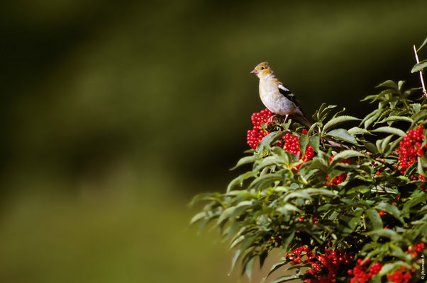 PINSON DES ARBRES femelle