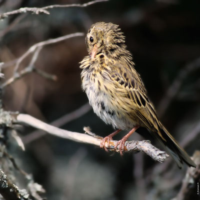 PIPIT DES ARBRES