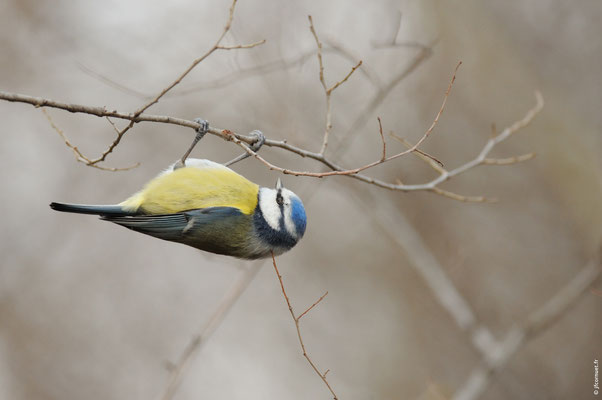 MÉSANGE BLEUE