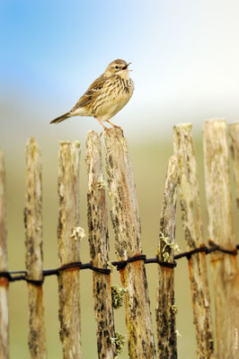 PIPIT FARLOUSE