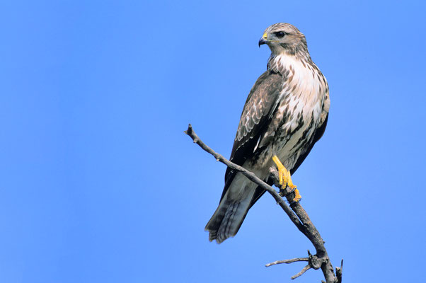 BUSE VARIABLE