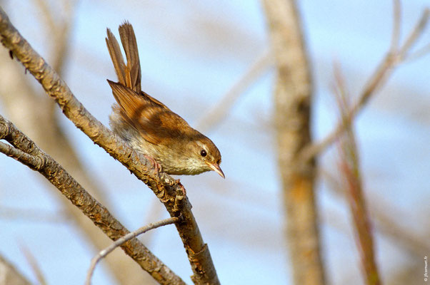 BOUSCARLE DE CETTI