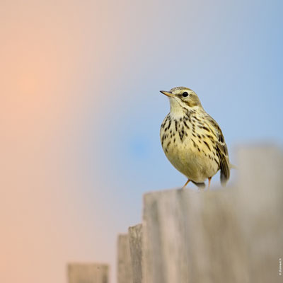 PIPIT FARLOUSE