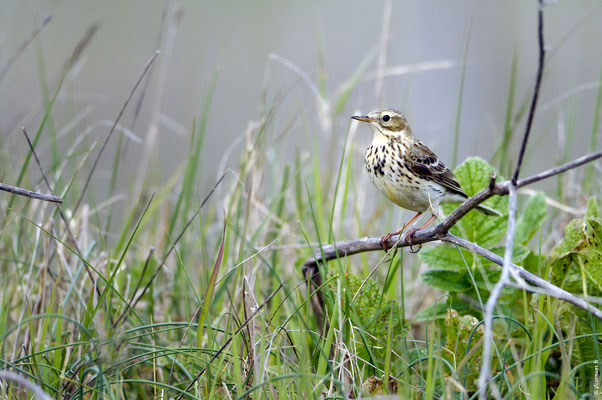 PIPIT FARLOUSE