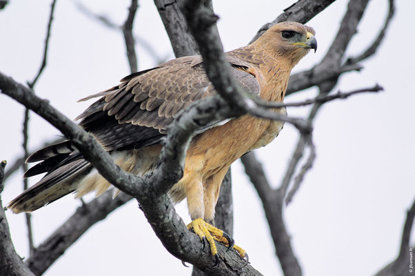 AIGLE DE BONELLI immature