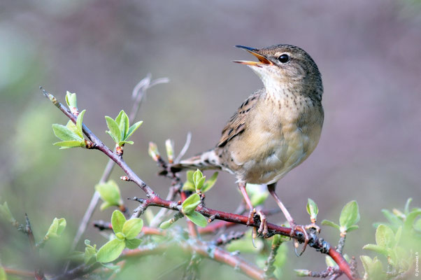 LOCUSTELLE TACHETÉE