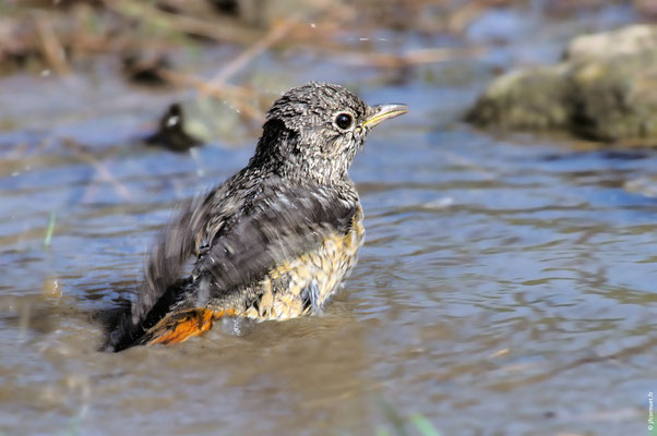 MONTICOLE DE ROCHE immature au bain