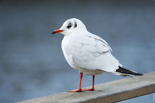 MOUETTE RIEUSE