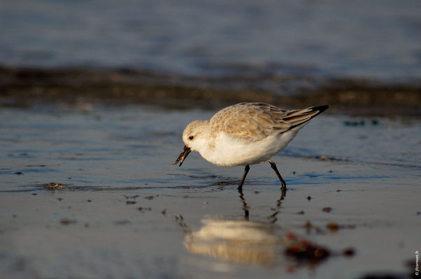 BÉCASSEAU SANDERLING