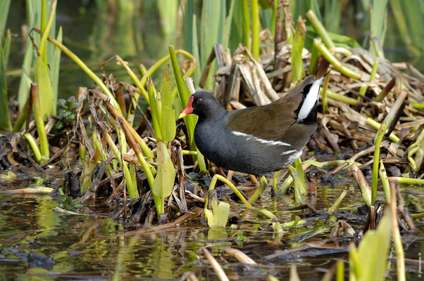 POULE D'EAU