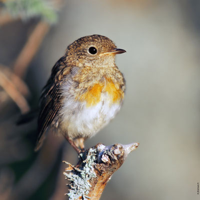ROUGEGORGE FAMILIER juvénile en train d'acquérir son plastron orange
