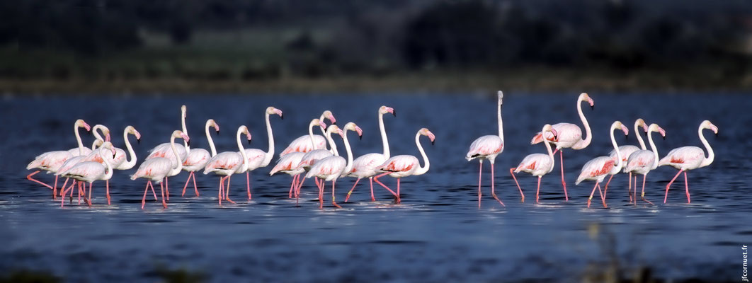 FLAMAND ROSE