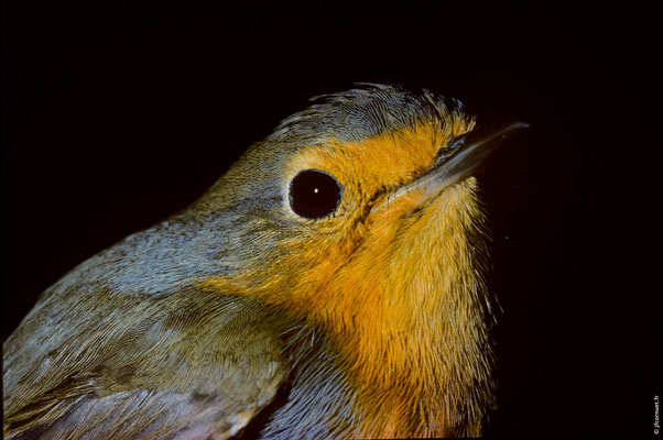 ROUGEGORGE FAMILIER portrait