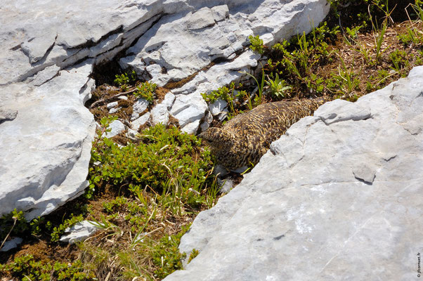 LAGOPÈDE ALPIN femelle sur son nid