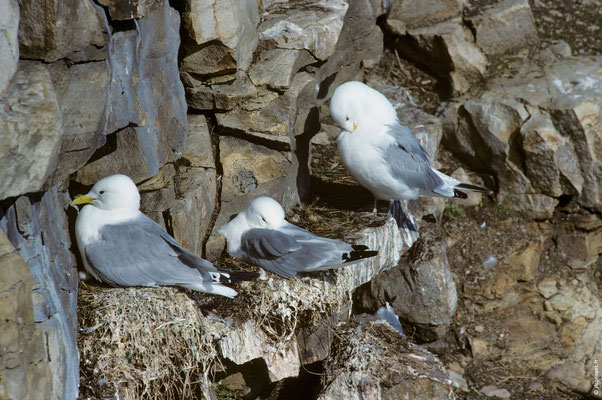 MOUETTE TRIDACTYLE