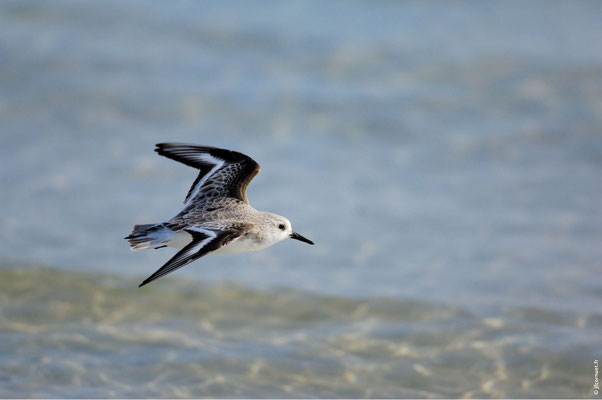 BÉCASSEAU SANDERLING