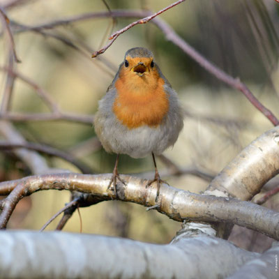 ROUGEGORGE FAMILIER adulte chantant
