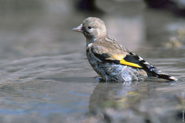 CHARDONNERET ÉLÉGANT