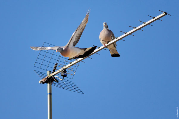 PIGEON RAMIER