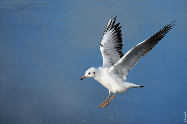 MOUETTE RIEUSE