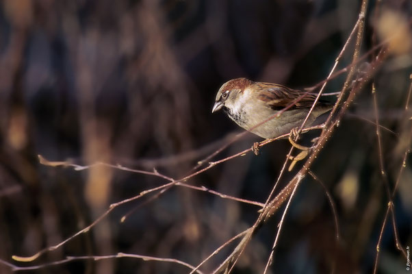 MOINEAU DOMESTIQUE