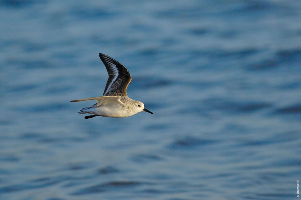 BÉCASSEAU SANDERLING