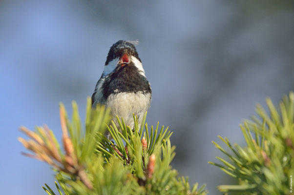 MÉSANGE NOIRE