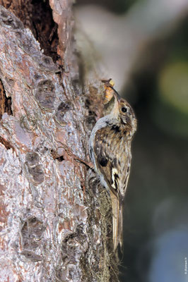 GRIMPEREAU DES BOIS