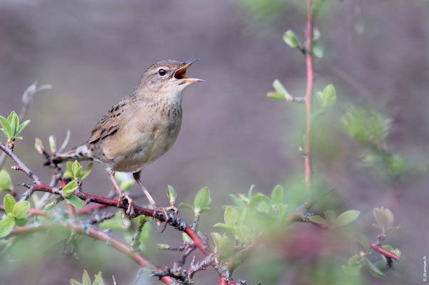 LOCUSTELLE TACHETÉE
